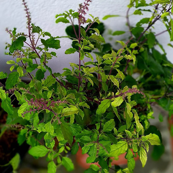 Heilig basilicum / Tulsi zaden