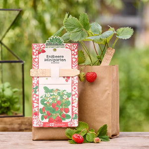 Erdbeerpflanze im braunen Papiertopf mit reifen und unreifen Früchten, daneben ein Erdbeere Minigarten Anzuchtset.