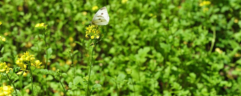 Gründüngung: Für einen guten Boden