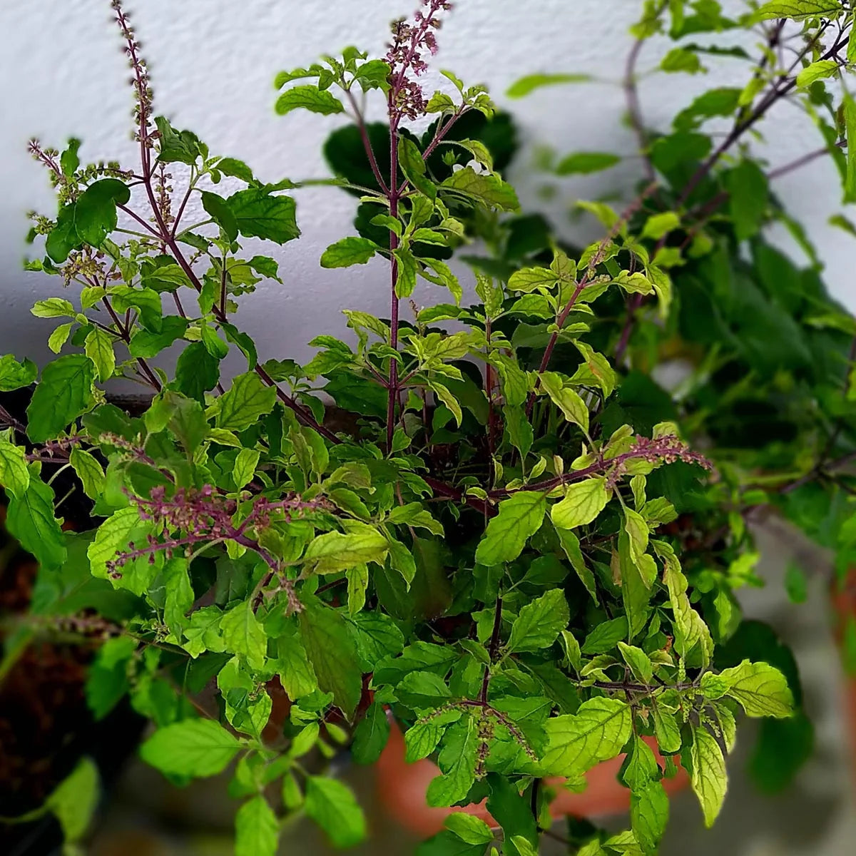 Heilig basilicum / Tulsi zaden