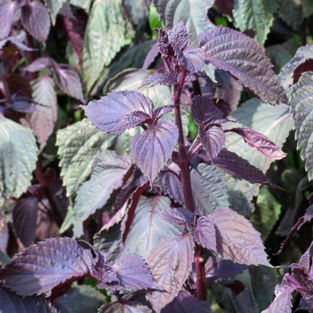Rode Shiso zaden