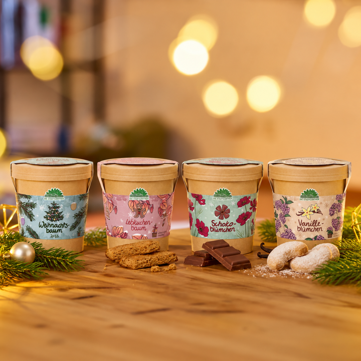 Feestelijke kweekset - 4 kerstvariëteiten