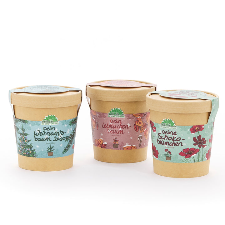Drei braune Pflanztöpfe mit bunten Etiketten, beschriftet mit "Dein Weihnachtsbaum", "Dein Lebkuchenbaum" und "Deine Schokoblümchen".