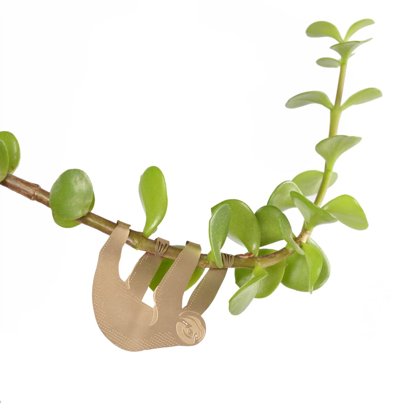 Plantenetend luiaard