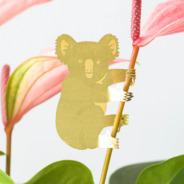 Plantenetende buidelbeer Koala