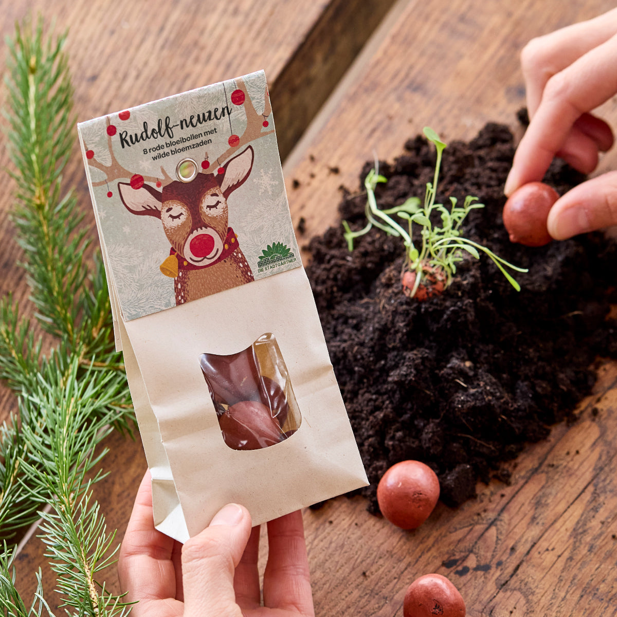 Rudolphneuzen – Bloemknikkers | Rode zaadballen