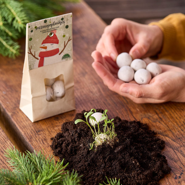 Sneeuwmanbuiken – Bloemenknikkers | Witte zaadballetjes