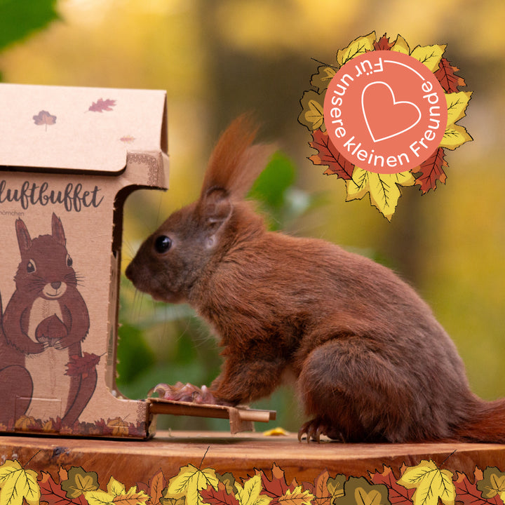 Ein Eichhörnchen frisst an einem Futterhaus aus Pappe im herbstlichen Wald.