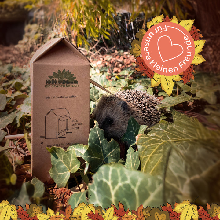 Ein Igel sitzt im Laub neben einer Futterstation aus Karton im Garten; darüber ein herbstliches Emblem mit der Aufschrift „Für unsere kleinen Freunde“.