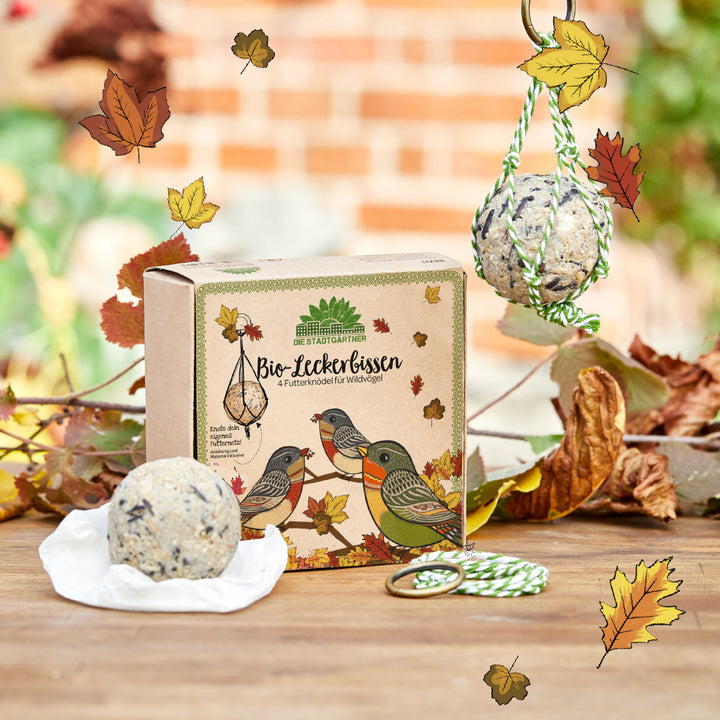 Kartonverpackung mit der Aufschrift "Bio-Leckerbissen – 4 Futterknödel für Wildvögel" von Die Stadtgärtner, umgeben von Herbstblättern, einem Futterknödel und grün-weißem Band.