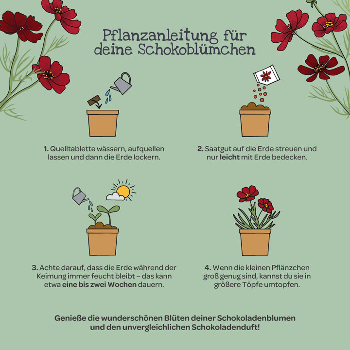 Pflanzanleitung für Schokoblümchen mit vier illustrierten Schritten: Quelltablette wässern, Saat ausstreuen, feucht halten, Pflanzen umtopfen; umgeben von roten Schokoladenblumen.