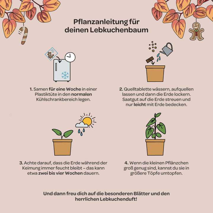 Anleitung mit Illustrationen zum Pflanzen eines Lebkuchenbaums, inklusive Schritten zum Kühlen der Samen, Wässern, Bedecken mit Erde, Feuchthalten und Umtopfen, auf beigem Hintergrund mit herbstlichen Blättern und weihnachtlichen Symbolen.