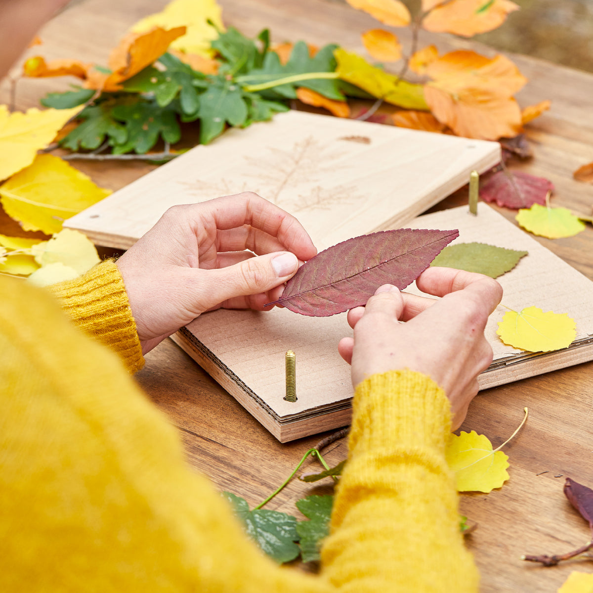 Person in gelbem Pullover legt bunte Herbstblätter in eine Pflanzenpresse auf einem Holztisch.