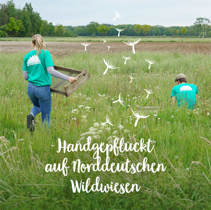 Zwei Personen in grünen T-Shirts sammeln auf einer norddeutschen Wildwiese Pflanzen, mit weißen illustrierten Pusteblumen und dem Text "Handgepflückt auf Norddeutschen Wildwiesen".