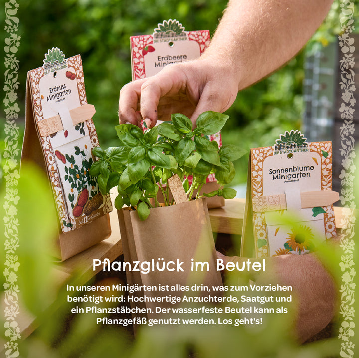 Eine Hand pflegt einen kleinen Basilikum-Pflanzenbeutel, umgeben von Minigarten-Sets für Erdnuss, Erdbeere und Sonnenblume auf einem Holztisch im Grünen.