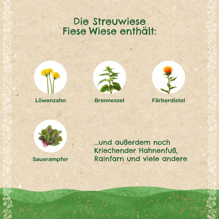 Grafik mit Abbildungen und Namen von Löwenzahn, Brennnessel, Färberdistel und Sauerampfer sowie Text, der weitere Pflanzen auf einer Streuwiese aufzählt.