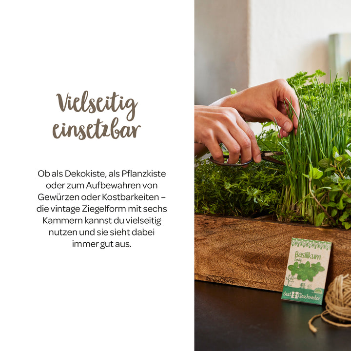 Hände schneiden frische Kräuter in einer Holzkiste, daneben liegt eine Packung Basilikumsamen.
