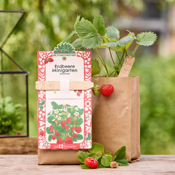 Erdbeerpflanze im braunen Papiertopf mit reifen und unreifen Früchten, daneben ein Erdbeere Minigarten Anzuchtset.