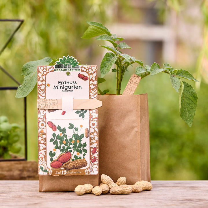 Erdnuss-Minigarten Anzuchtset mit Erdnusspflanze in braunem Papierbeutel und Erdnüssen auf einem Holztisch im Freien.