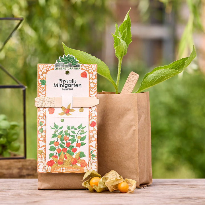Anzuchtset für Physalis auf einem Holztisch, bestehend aus einer bunt gestalteten Verpackung, einem braunen Pflanztopf mit grüner Pflanze und zwei geöffneten Physalis-Früchten, im Freien.