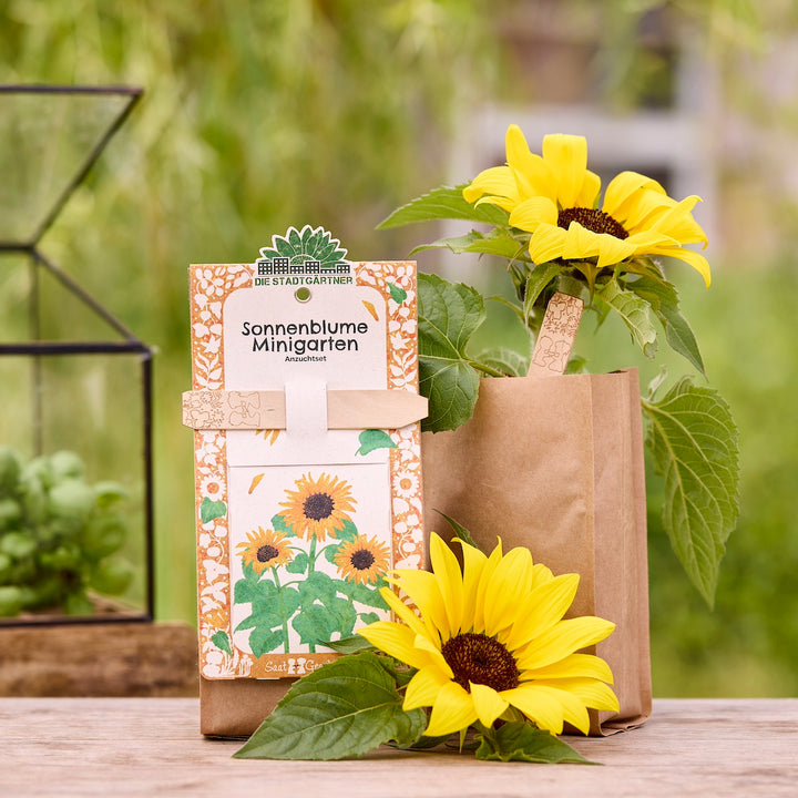 Anzuchtset für Sonnenblumen mit Verpackung und blühender Sonnenblume in einem braunen Papierbeutel, im Freien auf einem Holztisch.