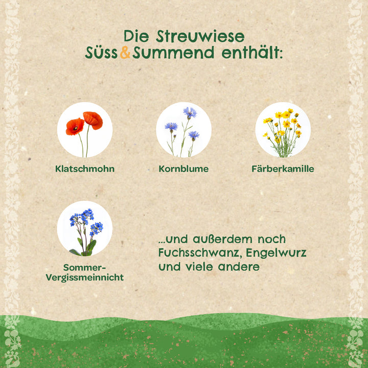 Informationsgrafik auf Deutsch mit Bildern von Klatschmohn, Kornblume, Färberkamille und Sommer-Vergissmeinnicht sowie Text zu weiteren enthaltenen Pflanzen der Streuwiese.