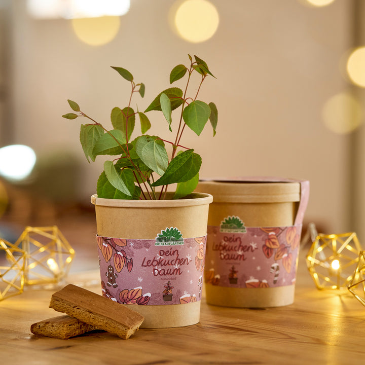 Zwei Pflanztöpfe mit grünen Setzlingen, dekoriert mit einem Etikett "Dein Lebkuchenbaum", auf einem Holztisch mit Lichterkette und Lebkuchenstücken.