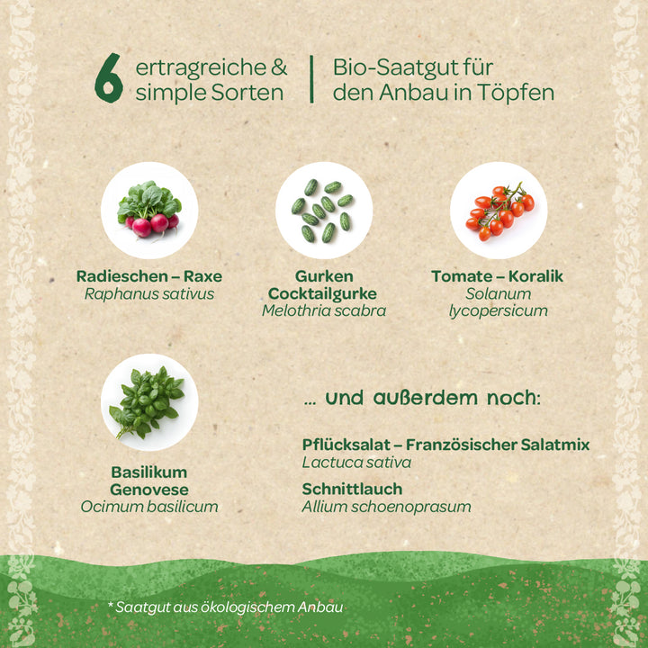 Sechs verschiedene Gemüsesorten für den Anbau in Töpfen, darunter Radieschen, Cocktailgurke, Tomate, Basilikum, Pflücksalat und Schnittlauch, mit Bildern der jeweiligen Pflanzen.