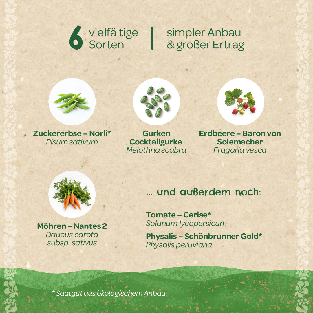Grafik mit sechs verschiedenen Gemüsesorten: Zuckerschote, Cocktailgurke, Erdbeere, Möhre, Tomate und Physalis, jeweils mit deutschen und botanischen Namen, auf beigem Hintergrund.