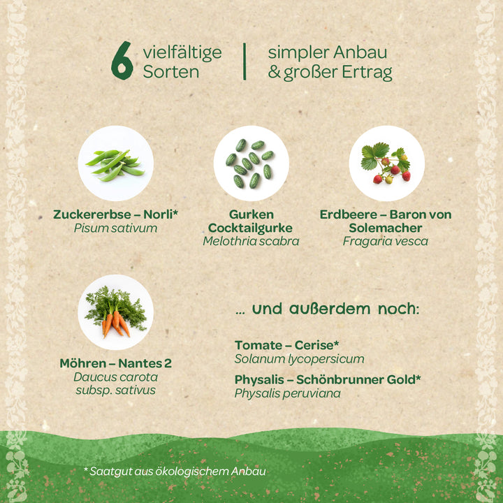Grafik mit sechs verschiedenen Gemüsesorten: Zuckerschote, Cocktailgurke, Erdbeere, Möhre, Tomate und Physalis, jeweils mit deutschen und botanischen Namen, auf beigem Hintergrund.