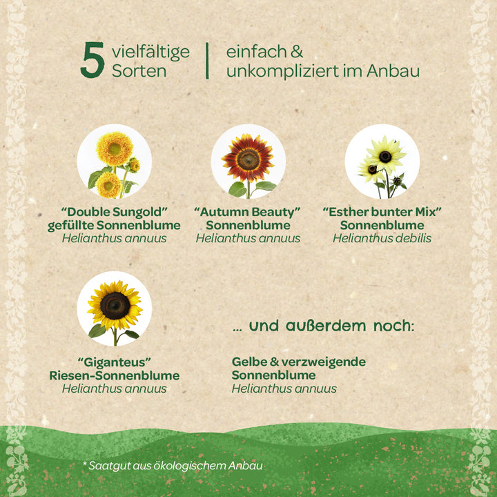 Fünf verschiedene Sonnenblumensorten mit Namen und Bildern, darunter „Double Sungold“, „Autumn Beauty“, „Esther bunter Mix“, „Giganteus“ und gelbe verzweigende Sonnenblume, alle einfach und unkompliziert im Anbau.
