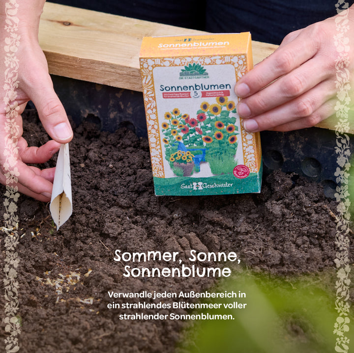 Eine Person hält eine Packung Sonnenblumensamen und sät Samen in frische Erde im Garten.