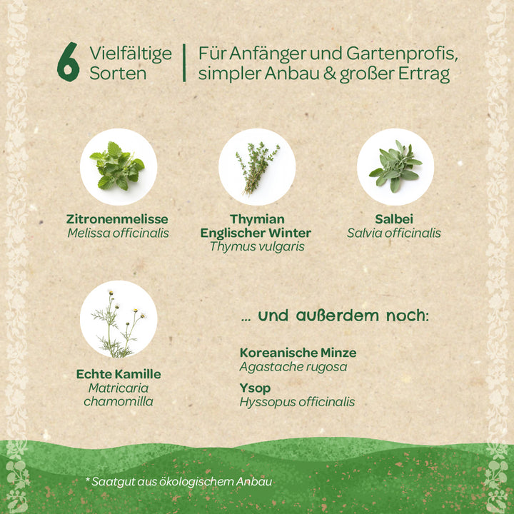 Sechs verschiedene Kräutersorten für Gartenanfänger und -profis, dargestellt mit Bildern von Zitronenmelisse, Thymian, Salbei, Kamille, Koreanischer Minze und Ysop auf beigem Hintergrund.