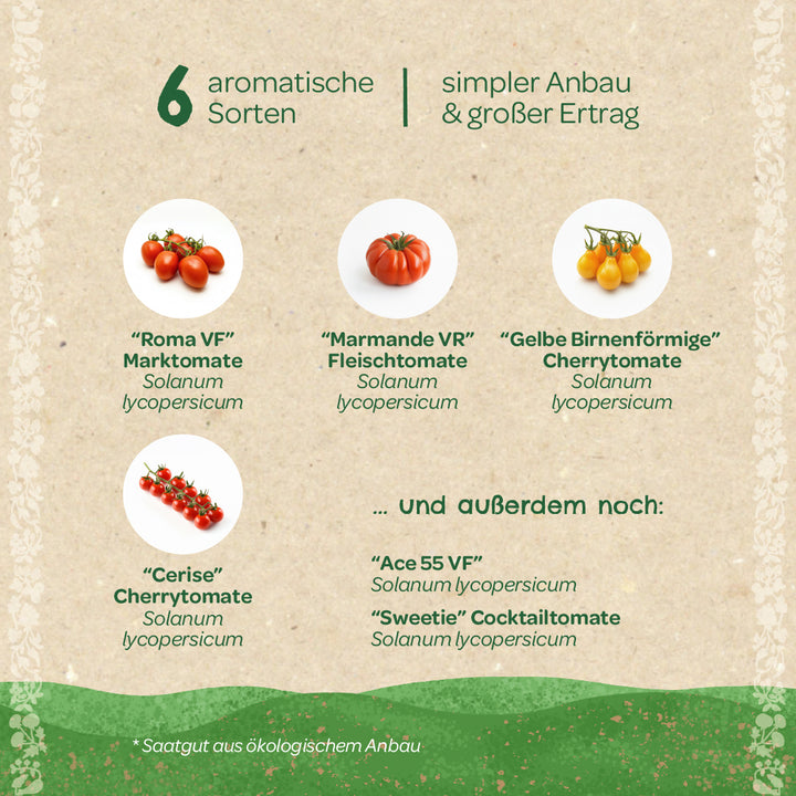 Sechs aromatische Tomatensorten (Roma VF, Marmande VR, Gelbe Birnenförmige, Cerise, Ace 55 VF, Sweetie) mit Bildern und Namen auf deutsch, geeignet für einfachen Anbau und hohen Ertrag.