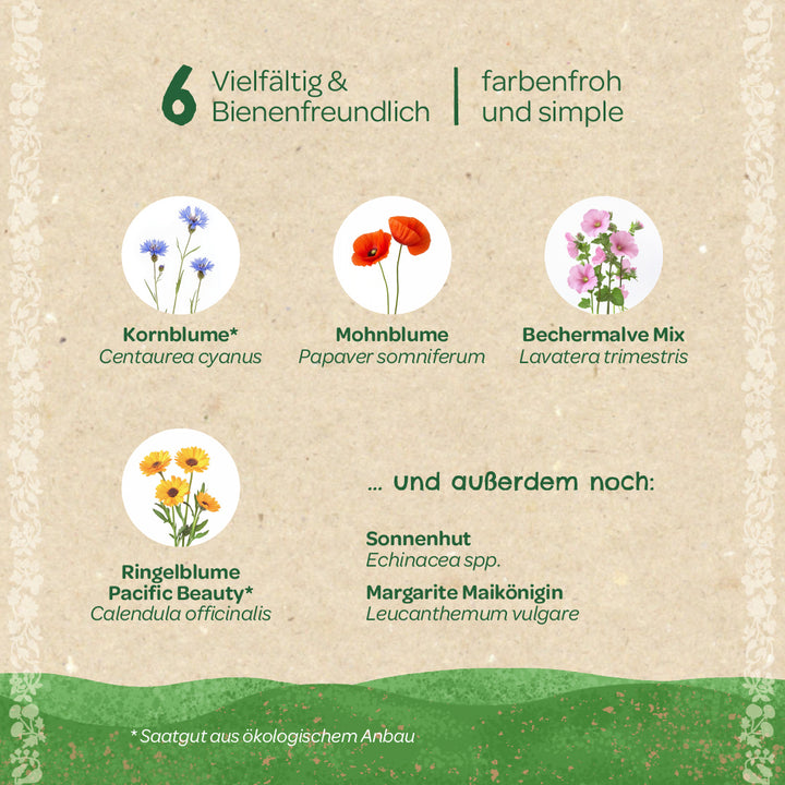 Illustration mit sechs bienenfreundlichen Blumenarten: Kornblume, Mohnblume, Bechermalve Mix, Ringelblume, Sonnenhut und Margerite, jeweils mit botanischem Namen auf Deutsch und Latein, präsentiert auf beigem Hintergrund.