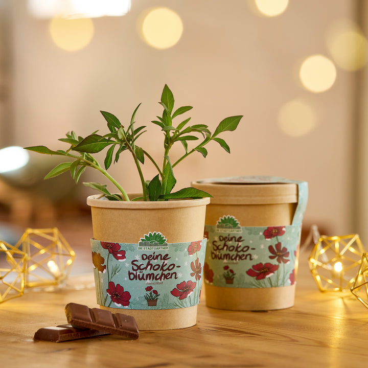 Zwei Blumentöpfe mit Schokoladenblumen-Pflanzen auf einem Holztisch, umgeben von Lichterketten und Schokoladenstücken.
