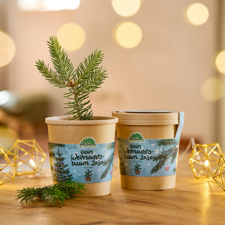 Zwei braune Pflanztöpfe mit Weihnachtsbaum-Setzling auf einem Holztisch, dekoriert mit Lichterkette, im Hintergrund warme, unscharfe Lichter.