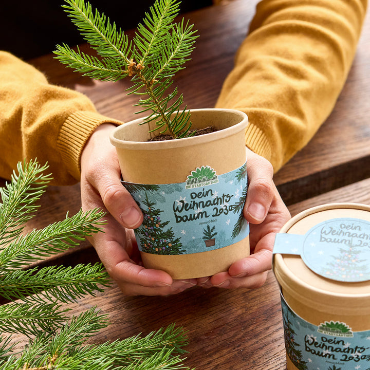 Zwei Hände halten einen kleinen Tannenbaum-Setzling in einem braunen Blumentopf mit einem Etikett "Dein Weihnachtsbaum 2023" auf einem Holztisch.