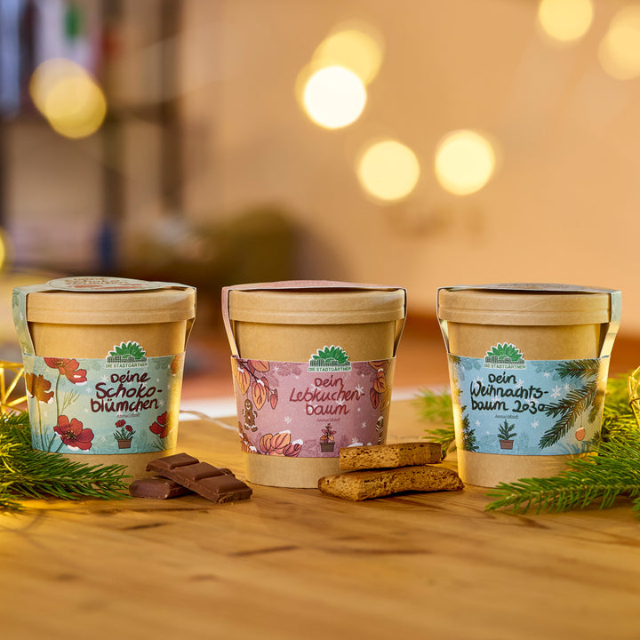 Drei dekorative Pflanztöpfe mit festlichen Etiketten stehen auf einem Holztisch, umgeben von Tannenzweigen, Schokolade und Lebkuchen; im Hintergrund warme, unscharfe Lichter.