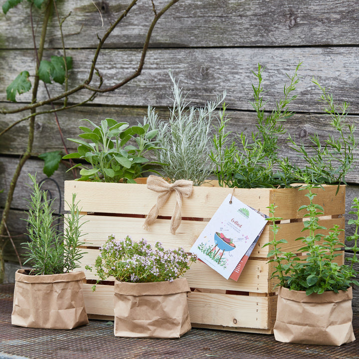 Kräutergarten in einer Holzkiste und Papiertüten vor einer alten Holzwand.