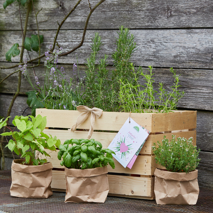 Kräutergarten in einer Holzkiste und Papiertüten auf einer Holzterrasse