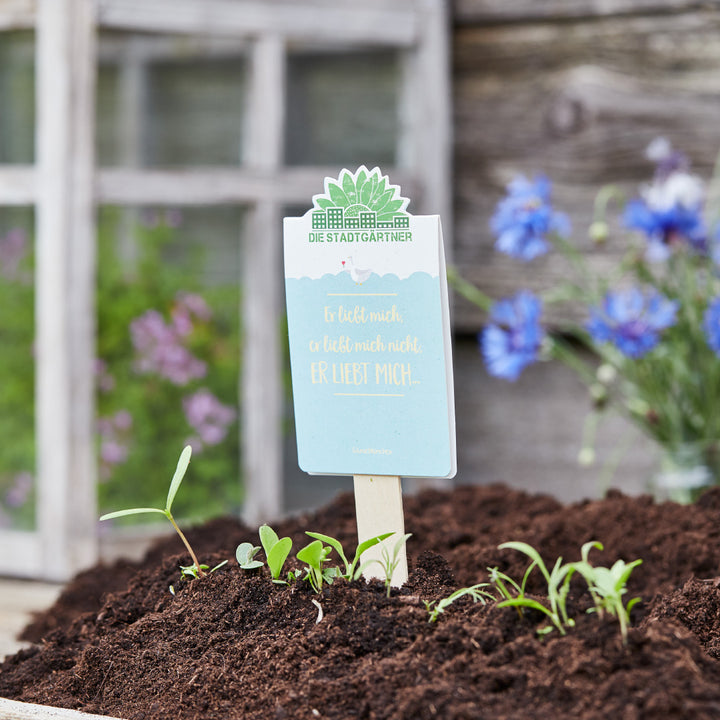 Gartensteckschild mit der Aufschrift "Er liebt mich, er liebt mich nicht" in einem Beet mit jungen Pflanzen und einem unscharfen Hintergrund mit Fenstern und blauen Blumen.