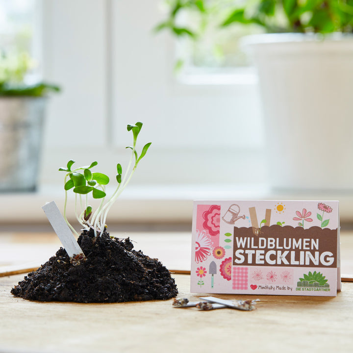 Junge Wildblumenpflanzen keimen aus einem Erdhügel neben einer Packung mit der Aufschrift "Wildblumen Steckling" auf einer hellen Fensterbank.