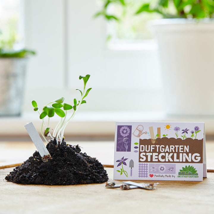 Junge Pflanzentriebe wachsen aus einem Erdhaufen neben einer Karte mit der Aufschrift „Duftgarten Steckling“ auf einem Tisch.