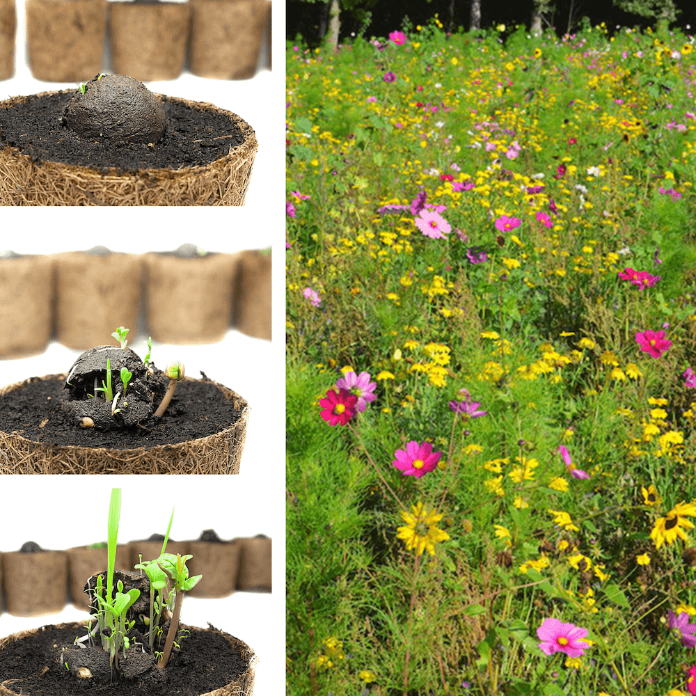 Collage aus Pflanzenwachstum in Kokosfaser-Töpfen und einer blühenden Wildblumenwiese.